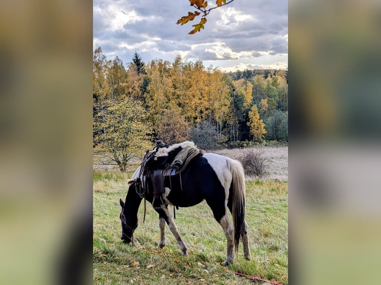 Cavallo sportivo irlandese Giumenta 9 Anni 158 cm Tobiano-tutti i colori in Wilsdruff