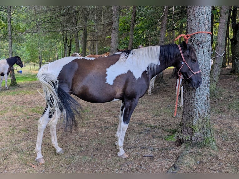 Cavallo sportivo irlandese Giumenta 9 Anni 158 cm Tobiano-tutti i colori in Wilsdruff