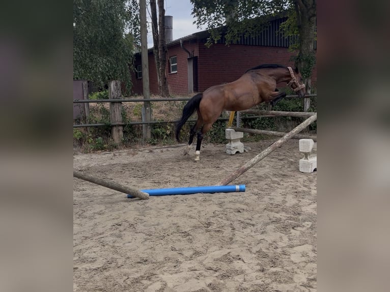 Cavallo sportivo irlandese Giumenta 9 Anni 160 cm Baio in Bottrop