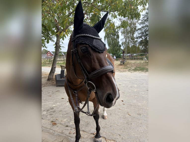 Cavallo sportivo irlandese Giumenta 9 Anni 160 cm Baio in Bottrop