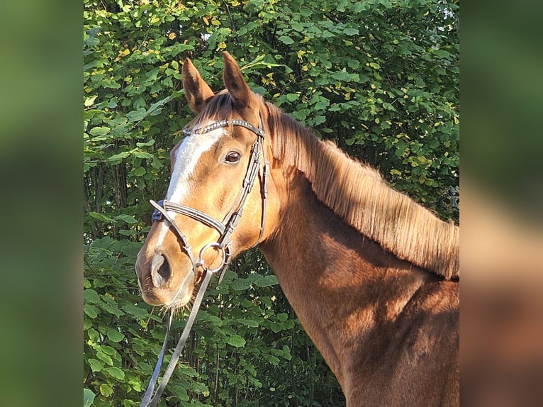 Cavallo sportivo irlandese Giumenta 9 Anni 160 cm Sauro in Nettetal