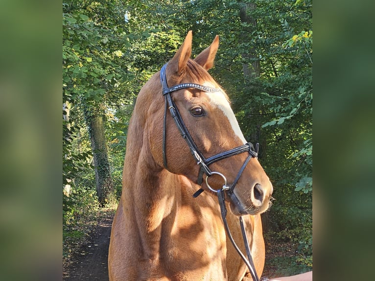 Cavallo sportivo irlandese Giumenta 9 Anni 160 cm Sauro in Nettetal