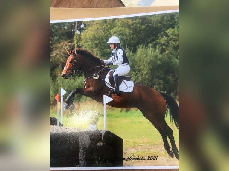 Cavallo sportivo irlandese Giumenta 9 Anni 163 cm Baio ciliegia in Laois