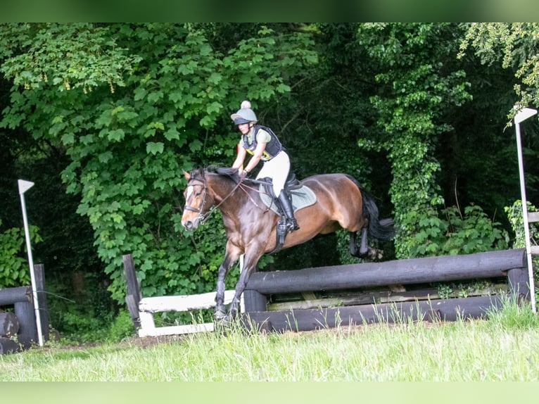 Cavallo sportivo irlandese Giumenta 9 Anni 163 cm Baio ciliegia in grantham, Lincs