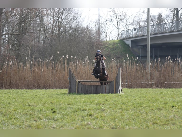 Cavallo sportivo irlandese Giumenta 9 Anni 163 cm Baio scuro in Heusden
