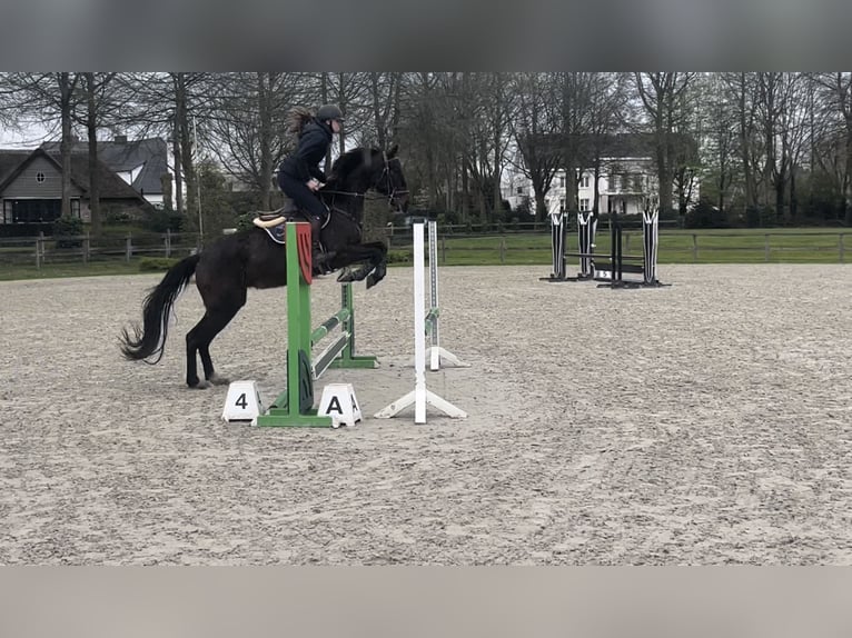 Cavallo sportivo irlandese Giumenta 9 Anni 163 cm Baio scuro in Heusden