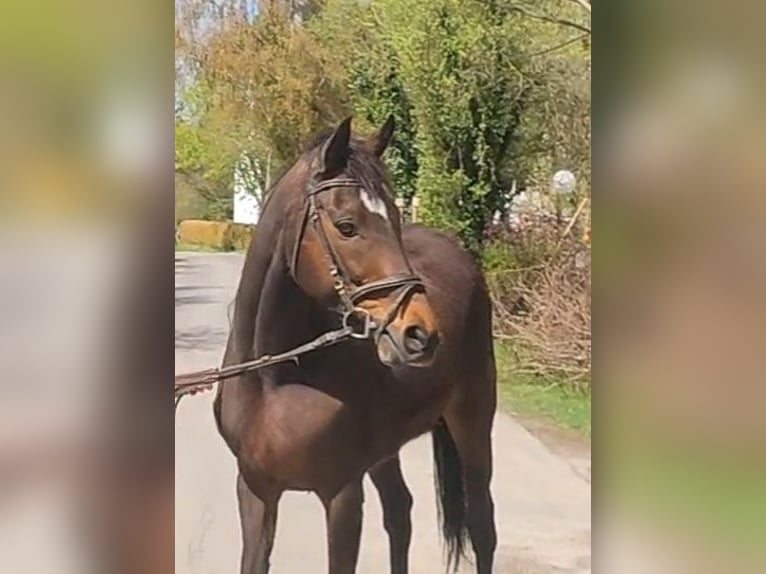 Cavallo sportivo irlandese Giumenta 9 Anni 164 cm Baio in Lage Cavallo sportivo irlandese Giumenta 9 Anni 164 cm Baio in Lage