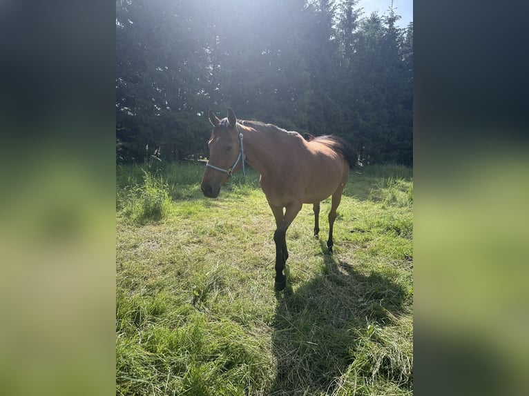 Cavallo sportivo irlandese Giumenta 9 Anni 165 cm Baio roano in Großbodungen