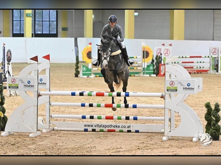 Cavallo sportivo irlandese Giumenta 9 Anni 167 cm Grigio pezzato in Stadl-Paura