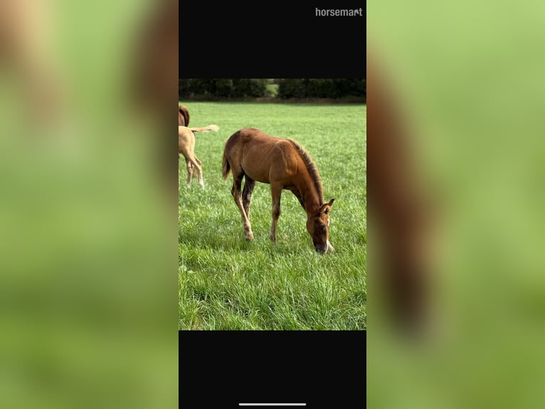 Cavallo sportivo irlandese Giumenta Puledri (06/2025) 165 cm Sauro scuro in Carlow