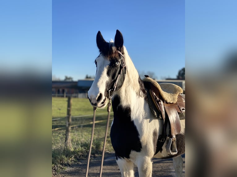 Cavallo sportivo irlandese Stallone 18 Anni 153 cm Pezzato in Stutensee