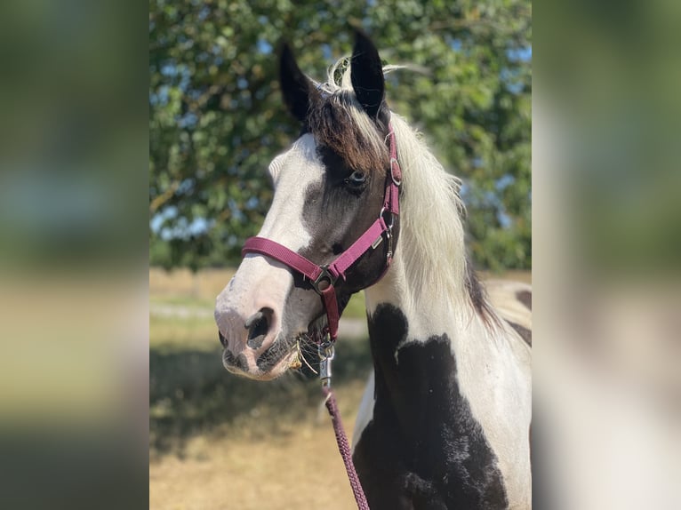 Cavallo sportivo irlandese Stallone 18 Anni 153 cm Pezzato in Stutensee