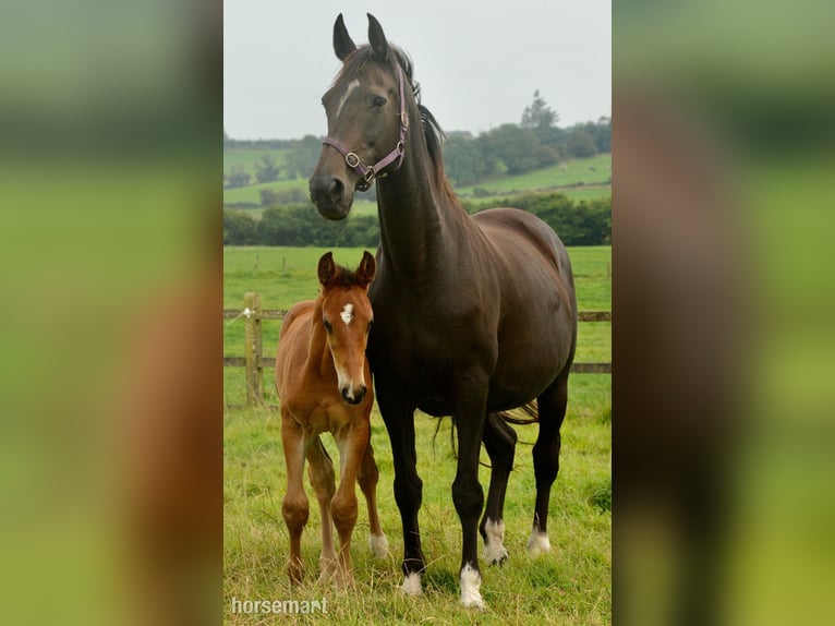 Cavallo sportivo irlandese Stallone 1 Anno 165 cm Baio ciliegia in Clonakilty