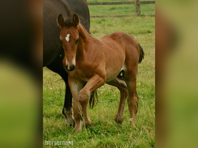Cavallo sportivo irlandese Stallone 1 Anno 165 cm Baio ciliegia in Clonakilty