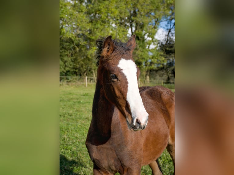 Cavallo sportivo irlandese Stallone 1 Anno 168 cm Baio ciliegia in Blessington