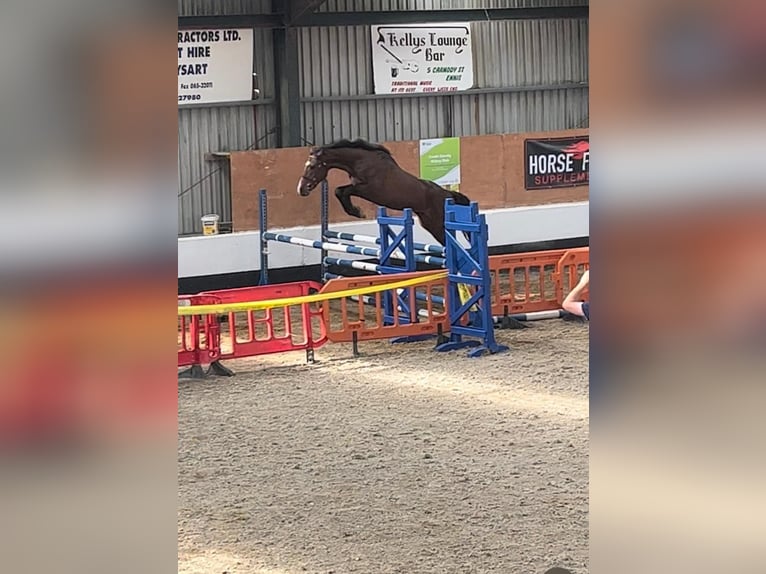 Cavallo sportivo irlandese Stallone 1 Anno 170 cm Baio ciliegia in Clarecastle, Co. Clare