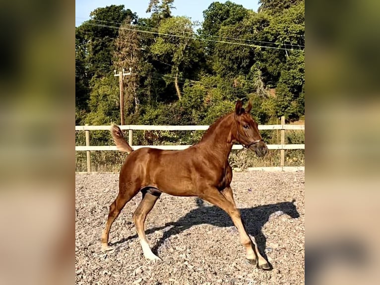 Cavallo sportivo irlandese Stallone 2 Anni 163 cm Sauro scuro in Devon, UK
