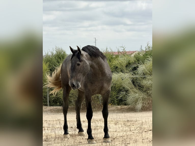 Cavallo sportivo irlandese Stallone 3 Anni 172 cm Grigio in Llerena
