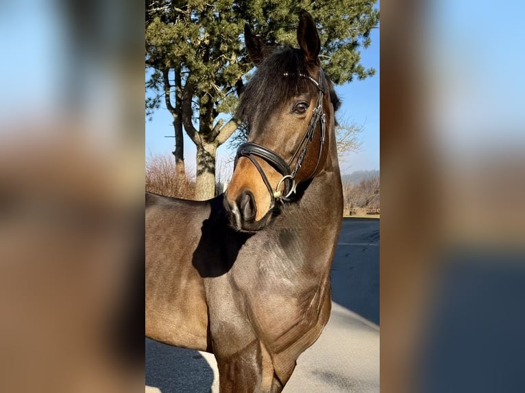 Cavallo sportivo irlandese Stallone 6 Anni 163 cm Morello in Pelmberg