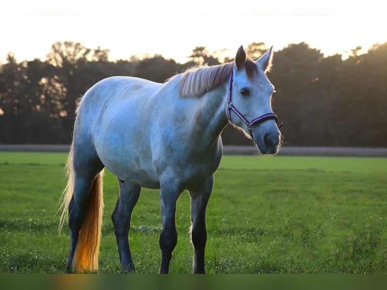 Cavallo sportivo irlandese Stallone 8 Anni 153 cm Grigio pezzato in Straelen