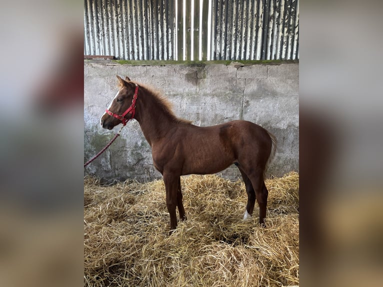 Cavallo sportivo irlandese Stallone Puledri (06/2026) 168 cm Sauro in Armagh