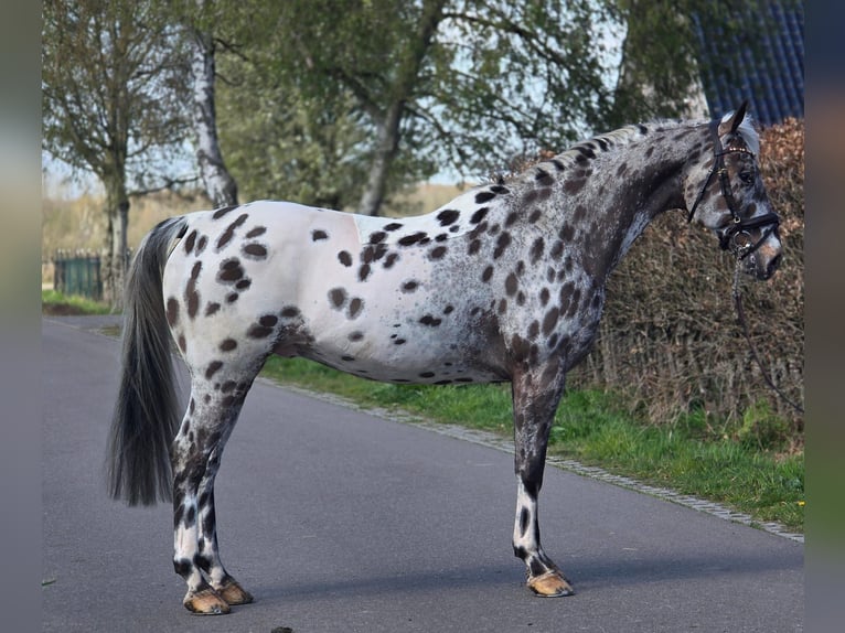 Cavallo sportivo polacco Castrone 10 Anni 168 cm Leopard in Someren