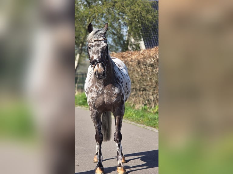 Cavallo sportivo polacco Castrone 10 Anni 168 cm Leopard in Someren