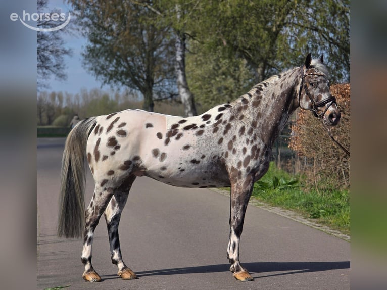 Cavallo sportivo polacco Castrone 10 Anni 168 cm Leopard in Weert