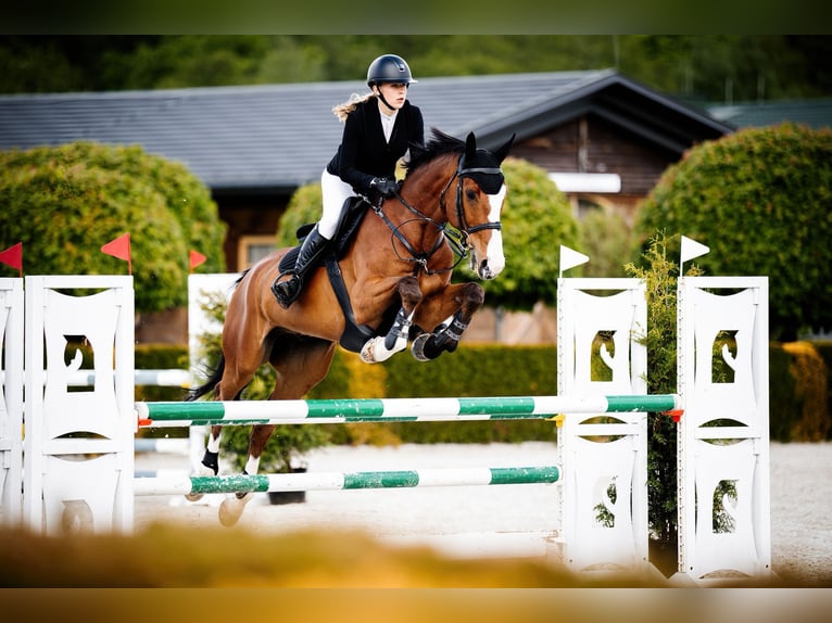 Cavallo sportivo polacco Castrone 10 Anni 170 cm Baio in Pobiedziska