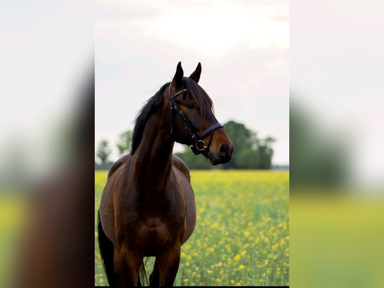 Cavallo sportivo polacco Castrone 10 Anni 170 cm Baio in Berlin