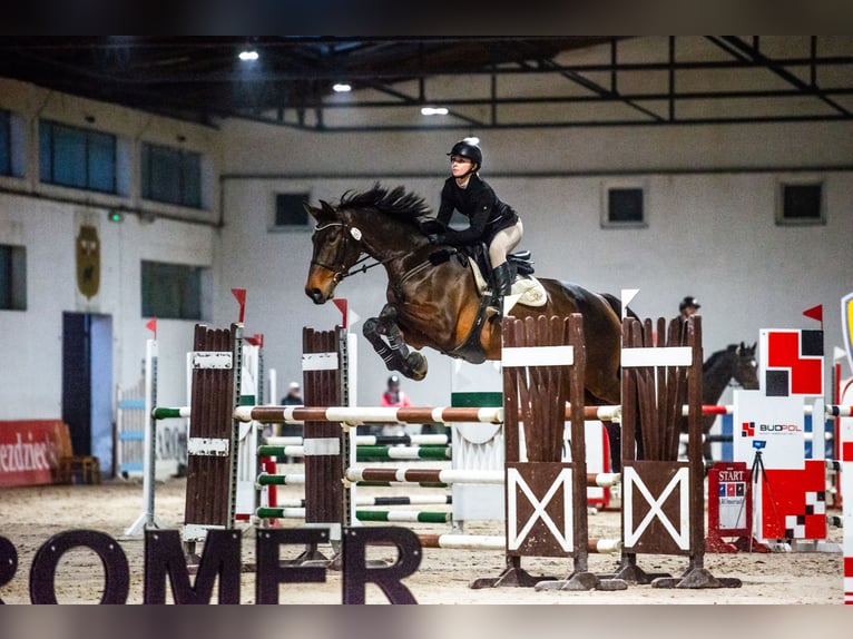 Cavallo sportivo polacco Castrone 10 Anni 172 cm Baio scuro in Lisówek