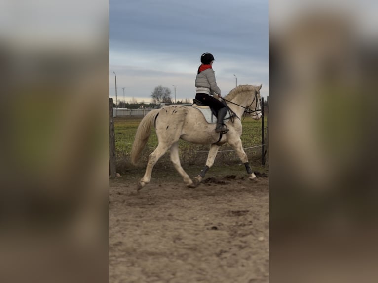 Cavallo sportivo polacco Castrone 10 Anni 185 cm Leopard in Biała Podlaska