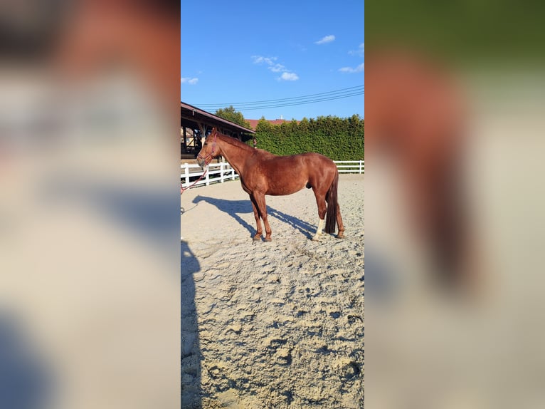 Cavallo sportivo polacco Castrone 11 Anni 157 cm Sauro in Wierzawice