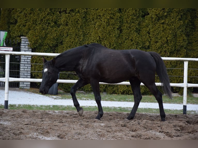 Cavallo sportivo polacco Castrone 11 Anni 167 cm Baio nero in Chelmno