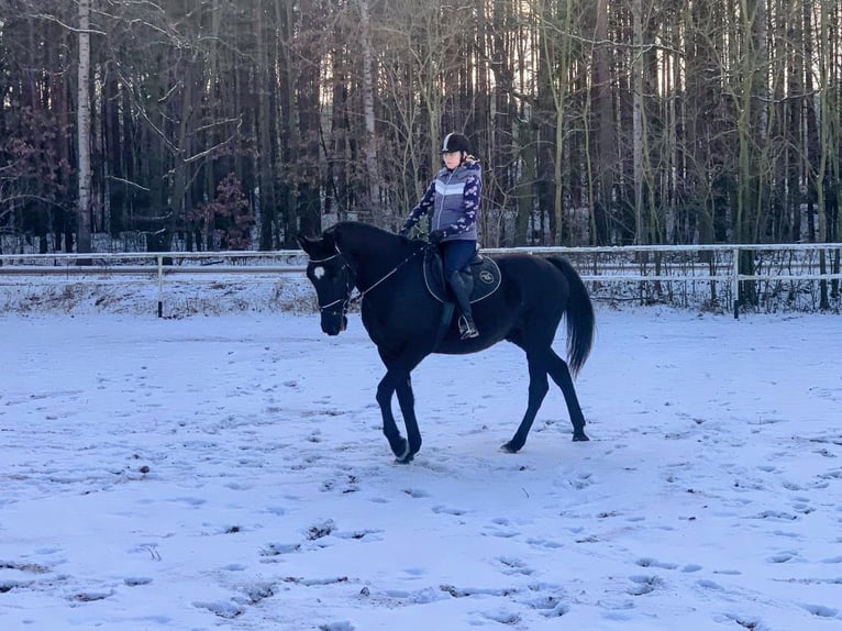 Cavallo sportivo polacco Castrone 11 Anni 167 cm Baio nero in Chelmno
