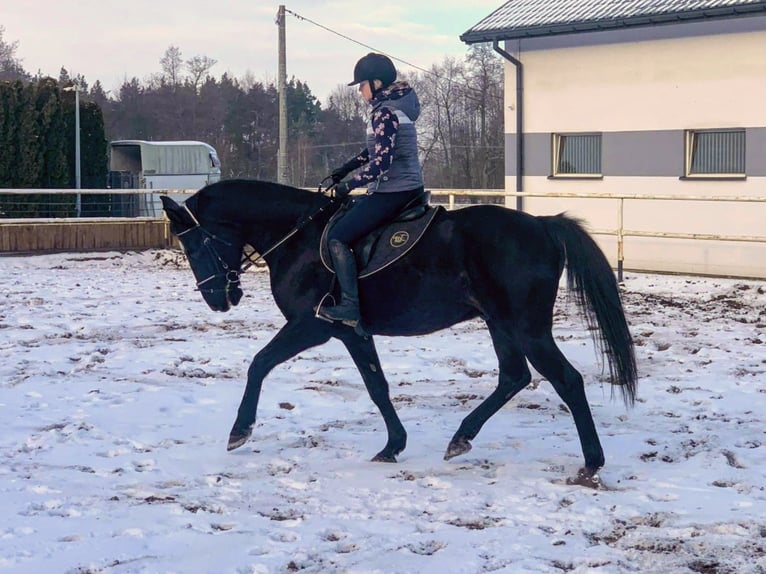 Cavallo sportivo polacco Castrone 11 Anni 167 cm Baio nero in Chelmno
