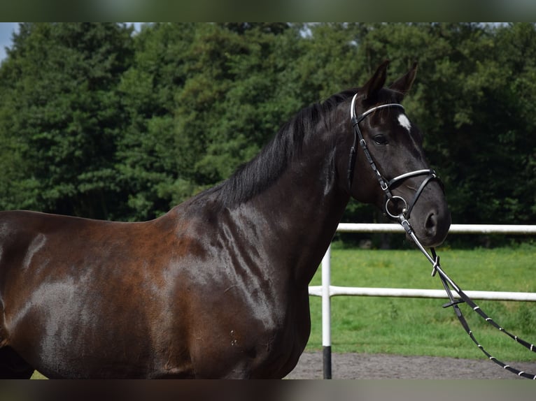 Cavallo sportivo polacco Castrone 11 Anni 167 cm Morello in Chelmno