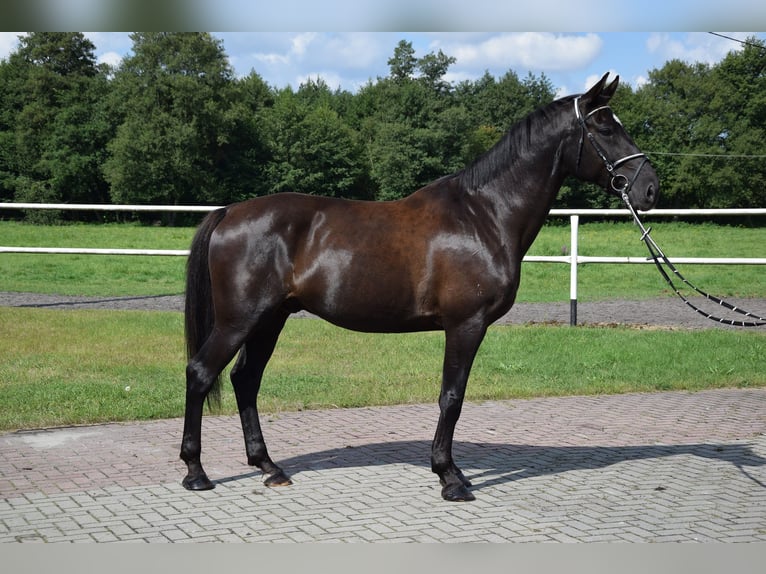 Cavallo sportivo polacco Castrone 11 Anni 167 cm Morello in Chelmno