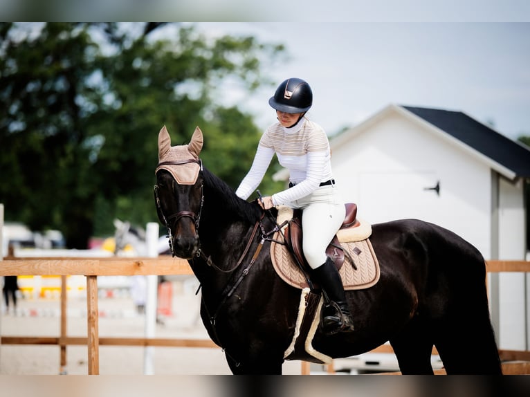 Cavallo sportivo polacco Castrone 11 Anni 178 cm Baio scuro in Poznań