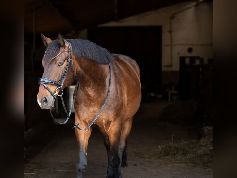 Cavallo sportivo polacco Castrone 12 Anni 165 cm Baio in Bissingen an der Teck