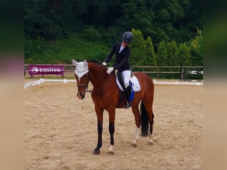 Cavallo sportivo polacco Castrone 12 Anni 172 cm Baio in Alsdorf