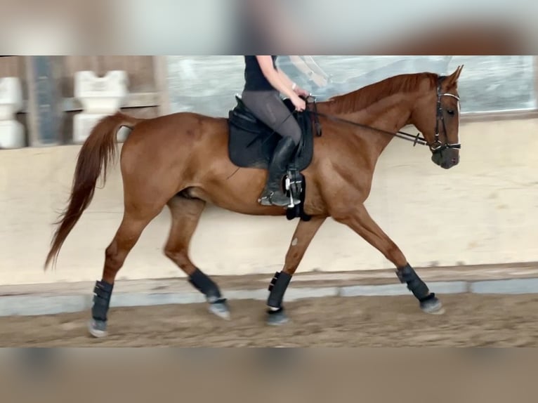 Cavallo sportivo polacco Castrone 12 Anni 175 cm Sauro in Würzburg