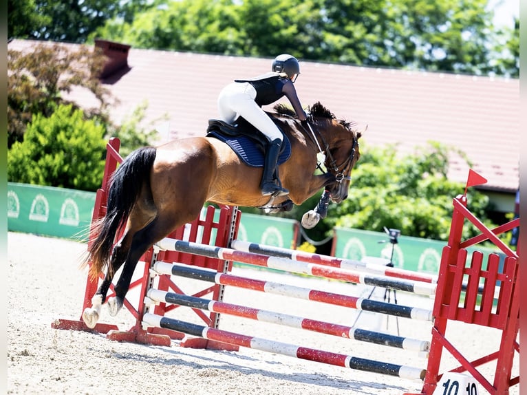 Cavallo sportivo polacco Castrone 13 Anni 167 cm Baio in Orzesze