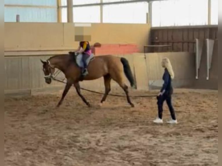 Cavallo sportivo polacco Castrone 13 Anni 168 cm Baio in Beucha
