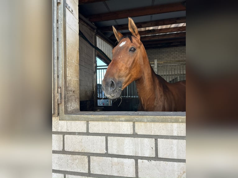 Cavallo sportivo polacco Castrone 13 Anni 168 cm Baio in Beucha
