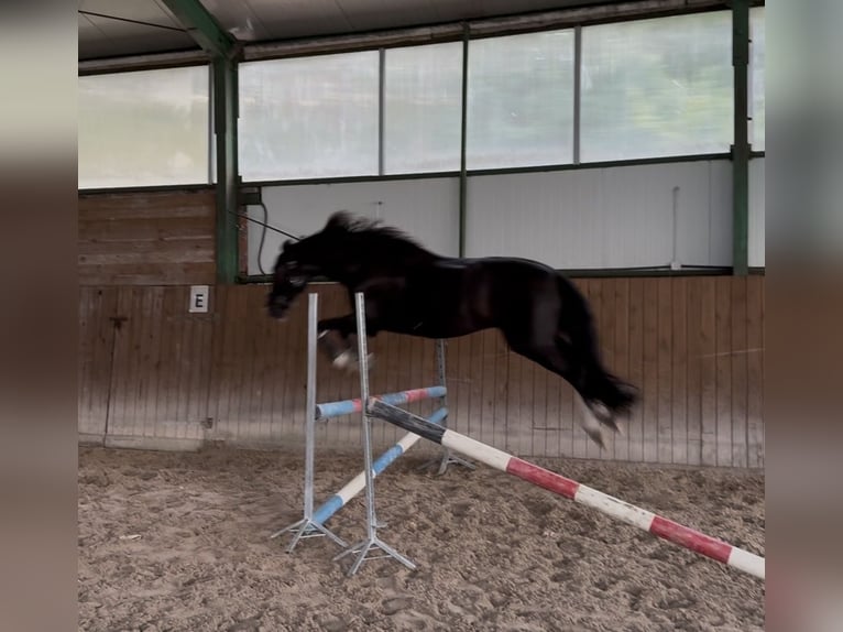 Cavallo sportivo polacco Castrone 13 Anni 169 cm Morello in Górki