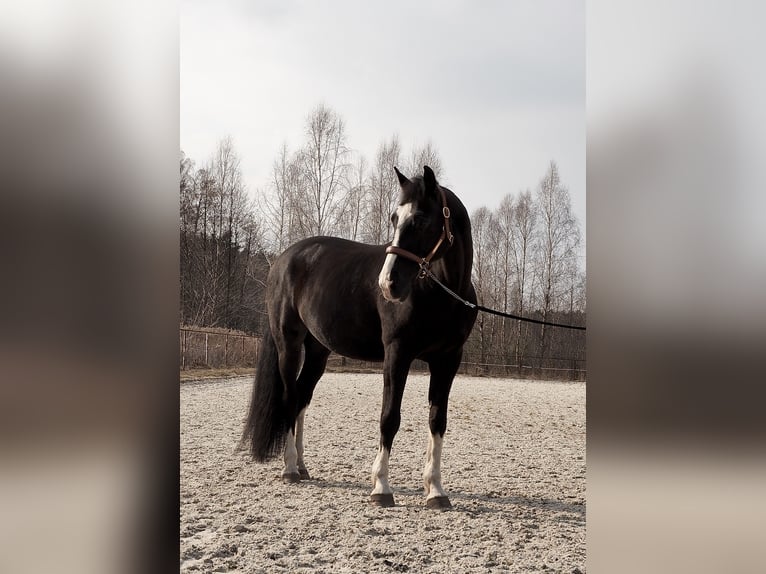 Cavallo sportivo polacco Castrone 13 Anni 169 cm Morello in Górki