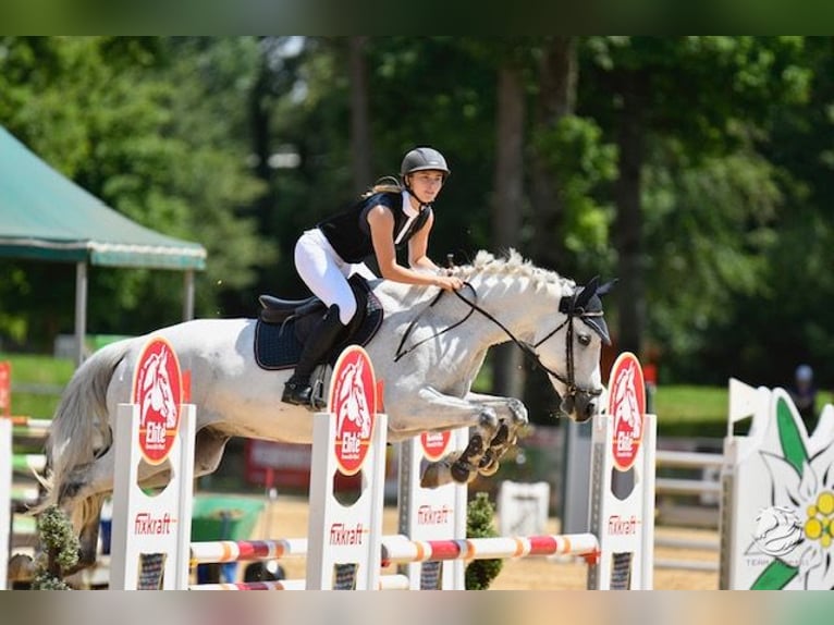 Cavallo sportivo polacco Castrone 14 Anni 168 cm Grigio pezzato in Sieghartskirchen