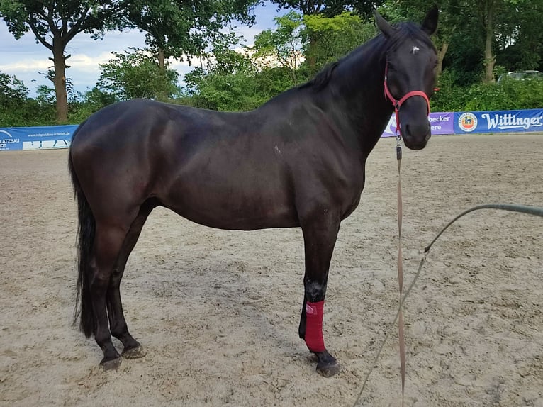 Cavallo sportivo polacco Castrone 14 Anni 173 cm Morello in Bleckede