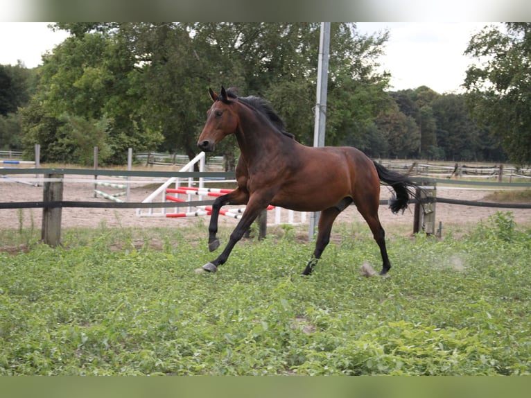 Cavallo sportivo polacco Castrone 15 Anni 160 cm Baio in Sehnde